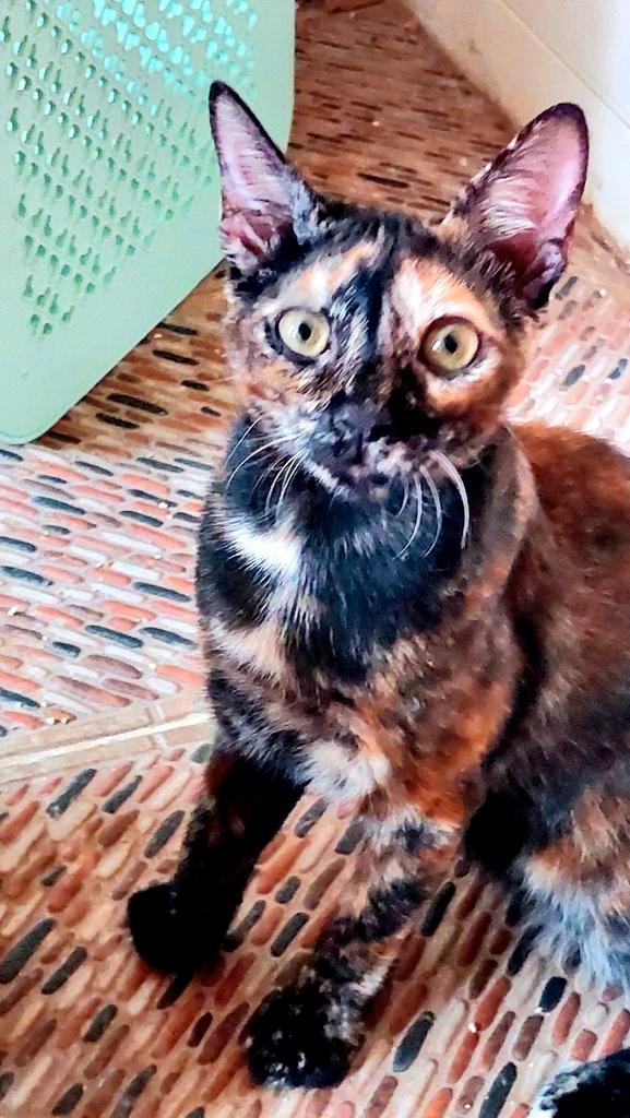 Lieve jonge poes Truffle, Dieren en Toebehoren, Katten en Kittens | Overige Katten, Kortharig, Poes, 0 tot 2 jaar