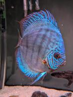 4 x Prachtige Discus vissen XL, Dieren en Toebehoren, Vis, Zoetwatervis