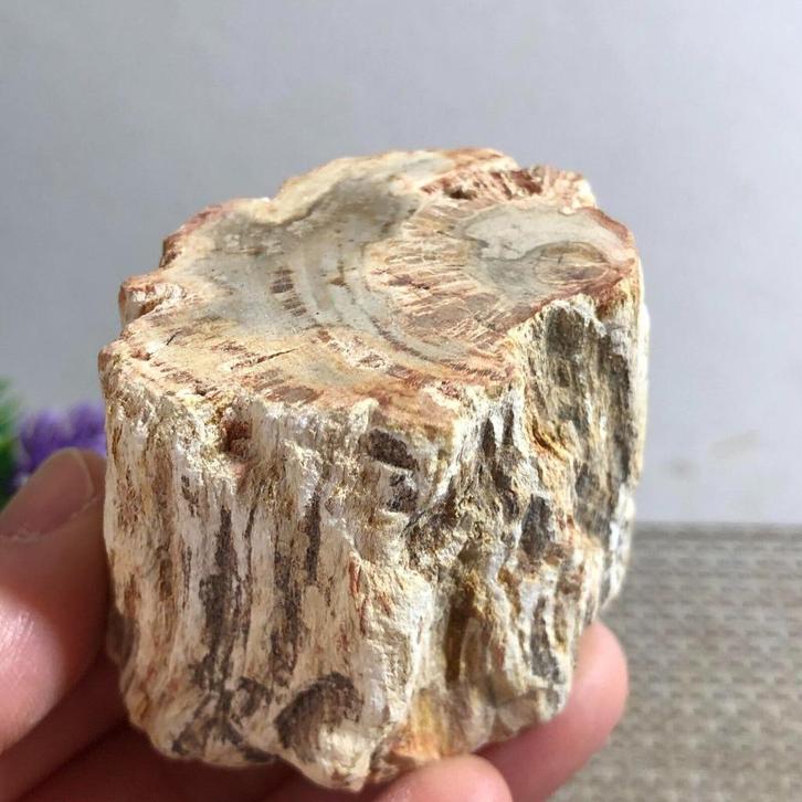 Prachtig versteend Araucariahout uit Madagaskar. (H), Verzamelen, Mineralen en Fossielen, Fossiel, Verzenden