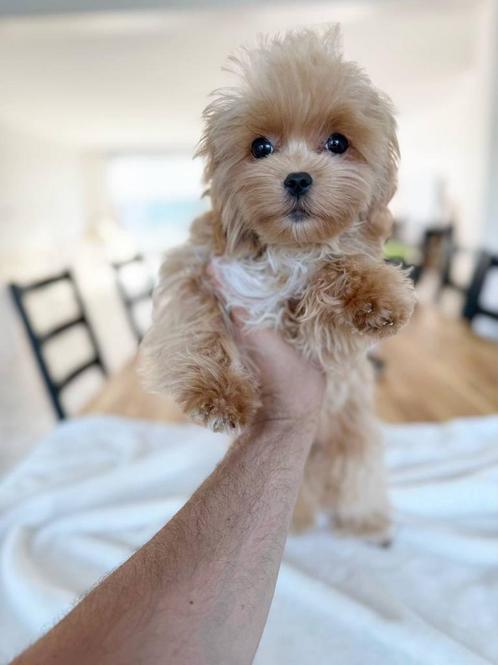 Exclusieve Maltipoo F1 Micro pup (Aziatische mix Toy Poedel), Dieren en Toebehoren, Honden | Chihuahua's en Gezelschapshonden