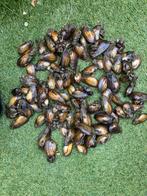 Zoetwatermosselen, Ophalen, Nieuw