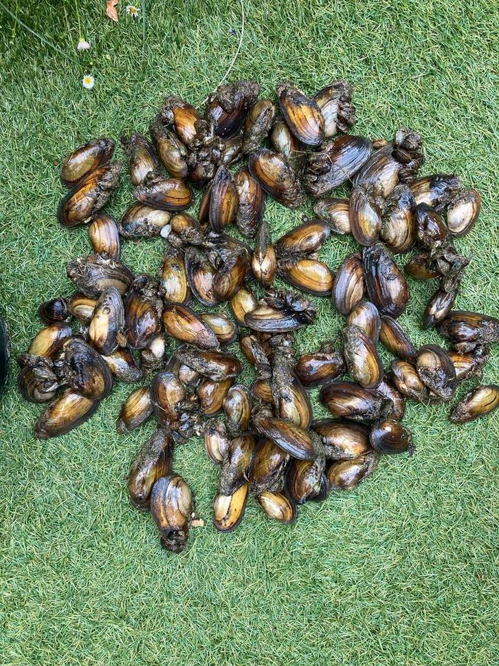 Zoetwatermosselen, Tuin en Terras, Vijver-toebehoren, Nieuw, Ophalen