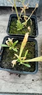 Silene capensis - Afrikaanse droom wortel planten, Volle zon, Vaste plant, Ophalen of Verzenden, Kruiden