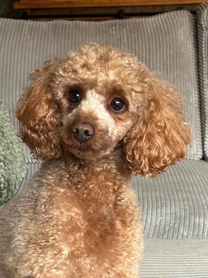 Rode toy/dwerg poedel DEKREU aangeboden met FCI stamboom, Dieren en Toebehoren, Honden | Dekreuen, Reu, Particulier, Eén hond