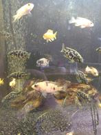 Nimbochromis venustus, Vis, Zoetwatervis
