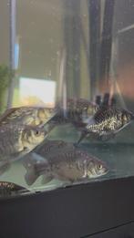 Spiegelkarpertjes +- 10 cm, Karper of Koi