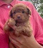 poedel pups, Overige rassen, CDV (hondenziekte), 8 tot 15 weken, Teef