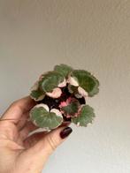 Saxifraga stolonifera tricolor/variegata, mini/stek, Huis en Inrichting, Kamerplanten, Overige soorten, Minder dan 100 cm, Ophalen of Verzenden