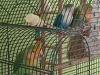 4 agapornisen, Dieren en Toebehoren, Vogels | Overige Vogels, Meerdere dieren, Tropenvogel, Tam