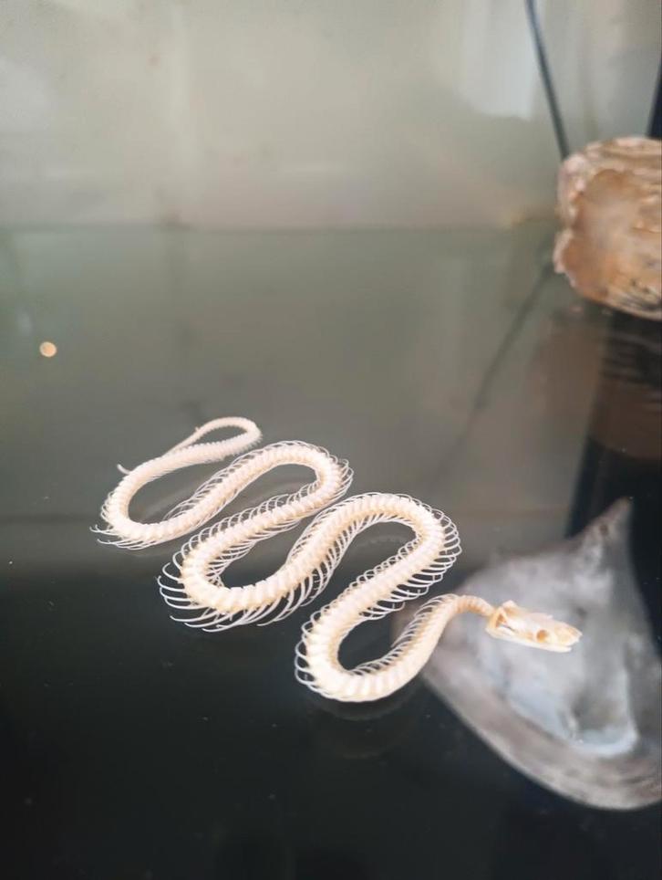 Slangen Skelet - Uniek Decoratie Stuk!, Verzamelen, Dierenverzamelingen, Nieuw, Reptiel of Amfibie, Ophalen of Verzenden