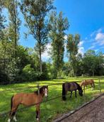 Volpension stalling Swifterbant per 1 november 2025, Stalling, 4 paarden of pony's of meer