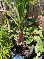 Washingtonia Robusta, Ophalen, Overige soorten, Volle zon