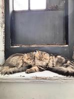 Twee lieve Britse langhaar katertjes zoeken samen een betro, Dieren en Toebehoren, Katten en Kittens | Overige Katten, Kater, Langharig