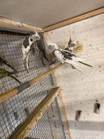 Valkparkieten, Dieren en Toebehoren, Meerdere dieren, Parkiet