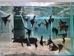 Zwarte Maanvissen, Pterophyllum Scalare Black, Vis, Zoetwatervis
