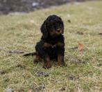 Cockapoo pups, België, Particulier, Overige rassen, CDV (hondenziekte)