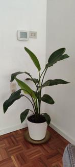 Mooie exotische natuurlijke plant, Overige soorten, 100 tot 150 cm, Halfschaduw, In pot