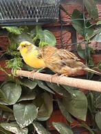 Timbrado Kanarie te koop, Dieren en Toebehoren, Vogels | Kanaries, Geslacht onbekend