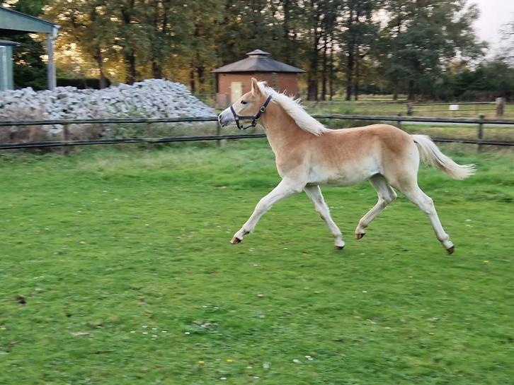 Lief Haflinger Hengstveulen met beweging, Dieren en Toebehoren, Pony's, Hengst, Onbeleerd, E pony (1.48m - 1.57m), 0 tot 2 jaar