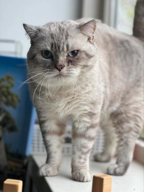 Ervaren britse korthaar dekkater, Dieren en Toebehoren, Katten en Kittens | Dekkaters, 0 tot 2 jaar