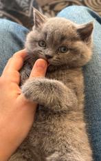 Britse korthaar kittens, Dieren en Toebehoren, Katten en Kittens | Raskatten | Korthaar, Meerdere dieren, Ontwormd