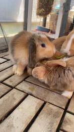 Baby Dwerg Konijn, Dieren en Toebehoren, Konijnen, Mannelijk, Dwerg