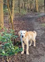 Gezocht: Golden Retriever om uit te laten of op te passen, Ophalen, Nieuw