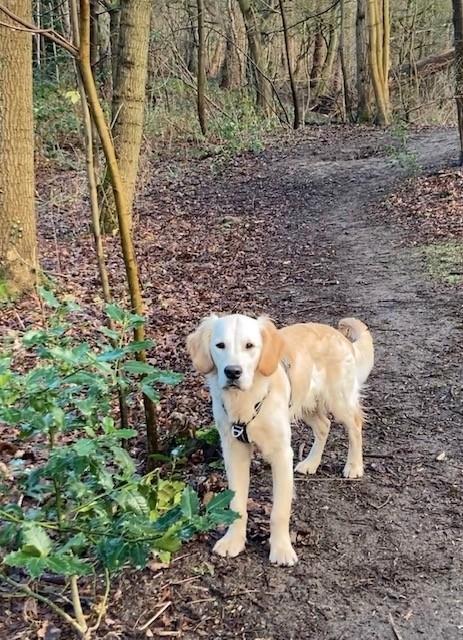 Gezocht: Golden Retriever om uit te laten of op te passen, Dieren en Toebehoren, Honden-accessoires, Nieuw, Ophalen