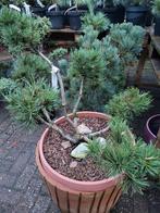 Pinus mugo vormsnoei, Bloeit niet, Overige soorten, Minder dan 100 cm, Ophalen