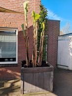 Bananenplant in grote bak, Ophalen, Kunststof, Minder dan 60 cm, Rond