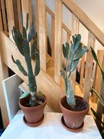 2 Cactussen in Pot, Volle zon, Vaste plant, Bloeit niet, Ophalen