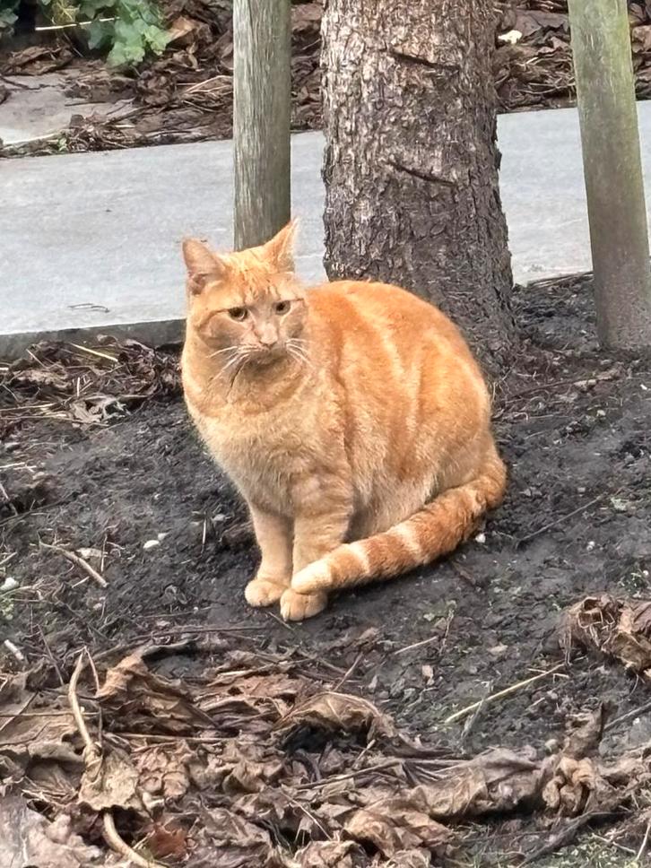 Wij zoeken nieuw baasje voor onze kat, Dieren en Toebehoren, Katten en Kittens | Overige Katten, Kater