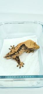Wimpergekko man, Dieren en Toebehoren, Reptielen en Amfibieën, Hagedis, Tam, 0 tot 2 jaar
