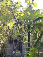 Vijgenboom winterhard, Tuin en Terras, Planten | Bomen, Overige soorten, Lente, 100 tot 250 cm, Ophalen