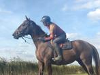 Nuchtere lieve 3 jarige allrounder, Merrie, B, Gechipt, 3 tot 6 jaar
