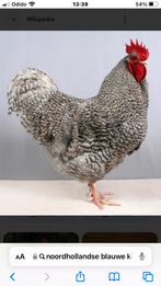Gezocht noordhollandse blauwe haan, Dieren en Toebehoren, Mannelijk, Kip