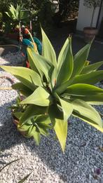 Agave attanuata, Ophalen of Verzenden, Bloeit niet, Overige soorten, Volle zon