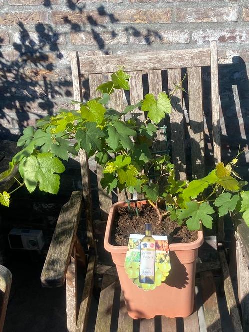 Mooie jonge witte druif geleid op rek in pot aangeboden!!, Tuin en Terras, Planten | Fruitbomen, Overige soorten, Minder dan 100 cm