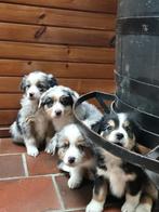 Australian shepherd x Berner Sennen x Golden retriever pups, Nederland, Meerdere, Meerdere dieren, Fokker | Professioneel