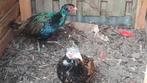 Blauwe bosfazanthanen, Dieren en Toebehoren, Mannelijk, Overige soorten