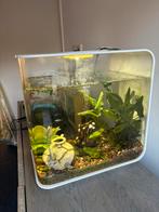 Biorb aquarium wit, Ophalen, Gebruikt, Gevuld zoetwateraquarium