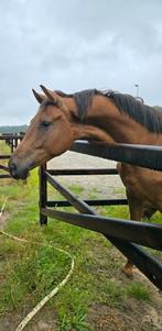 2 jarige merrie v livius, Dieren en Toebehoren, Paarden, Merrie, Gechipt, Dressuurpaard, 0 tot 2 jaar