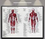Spieren Menselijke Anatomie Poster / School Medisch Mens, Verzenden, Nieuw, Deurposter of groter, Overige onderwerpen
