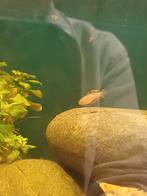 Koppeltje pauwoog grondel, Kreeft, Krab of Garnaal