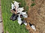 Dwerggeiten, Dieren en Toebehoren, Schapen, Geiten en Varkens