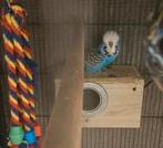 Engelse parkiet man, Dieren en Toebehoren, Vogels | Parkieten en Papegaaien, Mannelijk, Parkiet