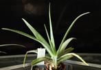 Grote Aloë., Ophalen, Vetplant, In pot, Minder dan 100 cm