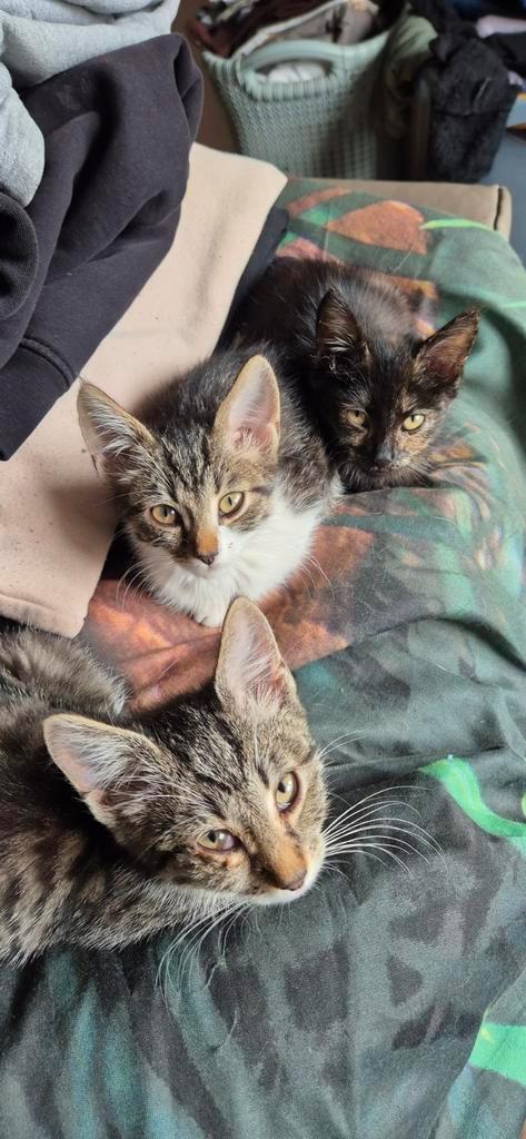 Kruising, Dieren en Toebehoren, Katten en Kittens | Raskatten | Korthaar
