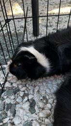 Borstel cavia's Broertjes + ferplast grand lodge hok, Dieren en Toebehoren, Knaagdieren, Augustus, Mannelijk, Cavia