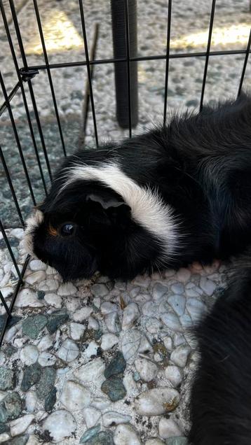 Borstel cavia's Broertjes + ferplast grand lodge hok beschikbaar voor biedingen